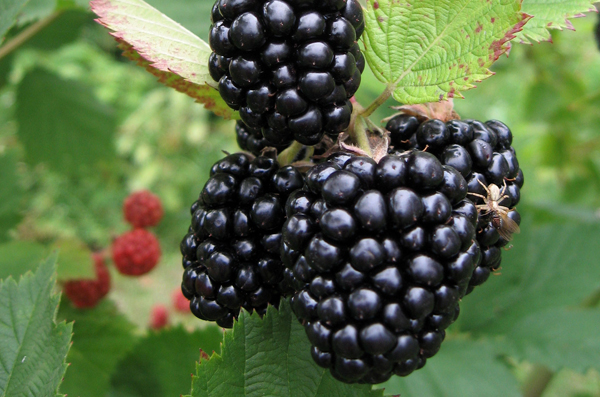 Blackberries Growing