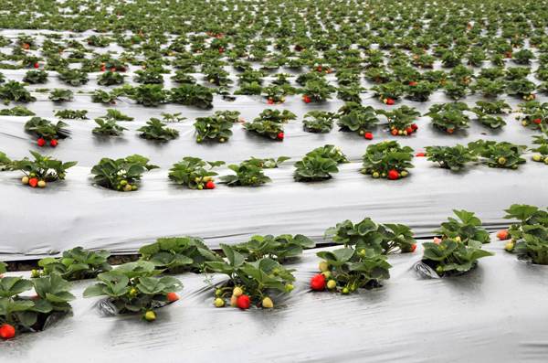 Strawberries Growing in a Field